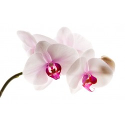 stickers muraux orchidee decoration