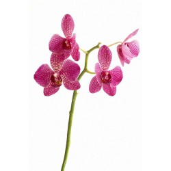 stickers muraux orchidee fushia