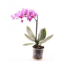 stickers orchidee chambre