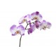 stickers orchidee chambre