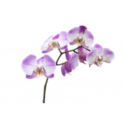 stickers orchidee deco