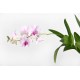 stickers orchidee deco