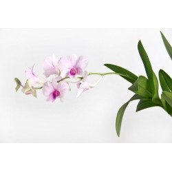 stickers orchidee deco