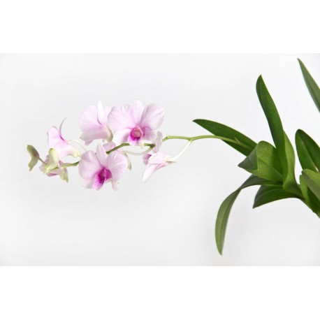 stickers orchidee deco