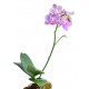 stickers orchidee decoratif