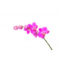 stickers orchidee deco salon