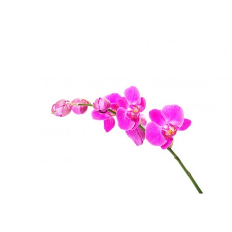stickers orchidee deco salon