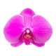 stickers orchidee fushia