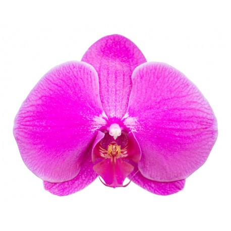 stickers orchidee fushia