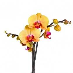 stickers orchidee geant