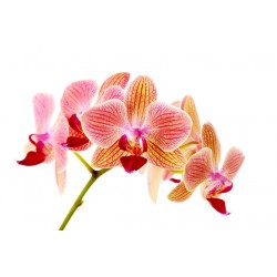 stickers orchidee jaune