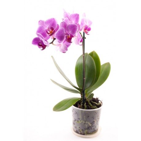 stickers orchidee pas cher