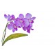 stickers orchidee salon