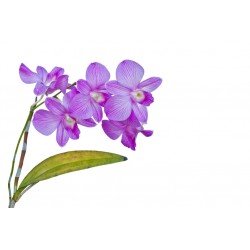stickers orchidee salon