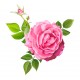 autocollant mural fleur rose fushia
