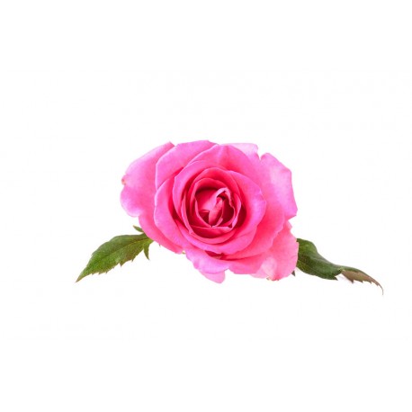 autocollant mural fleur rose geant