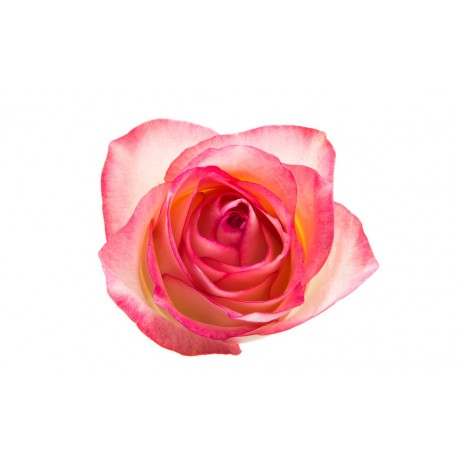 autocollant mural rose deco
