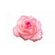 autocollant mural rose deco chambre