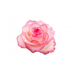 autocollant mural rose deco chambre