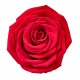 autocollant mural rose decoration
