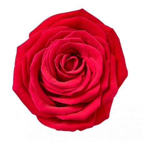 autocollant mural rose decoration