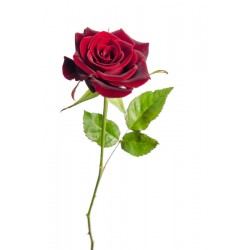 autocollant mural rose fushia geant