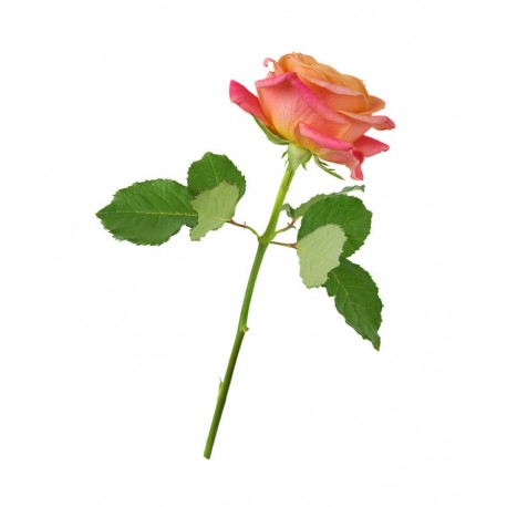 autocollant mural rose pas cher