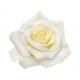 autocollant mural rose rouge