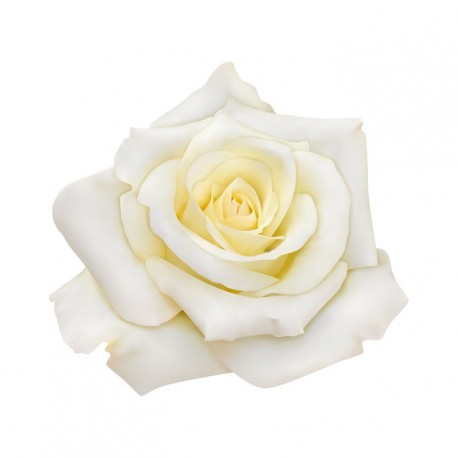 autocollant mural rose rouge