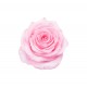 autocollant rose deco