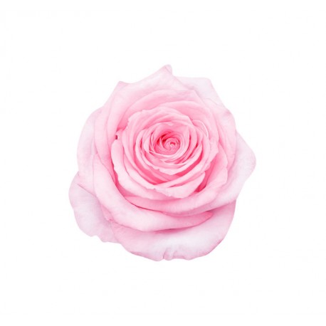 autocollant rose deco