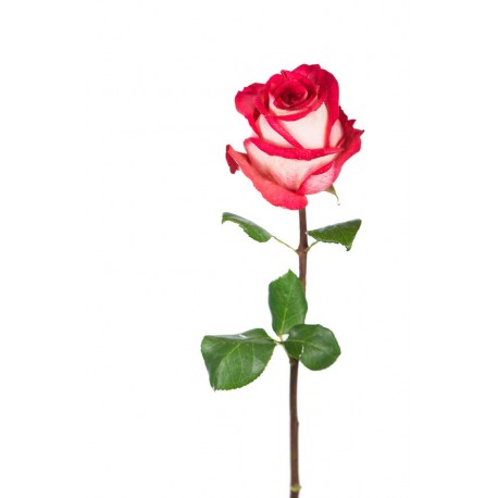 autocollant rose rouge