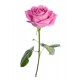 autocollant rose salon