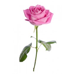 autocollant rose salon