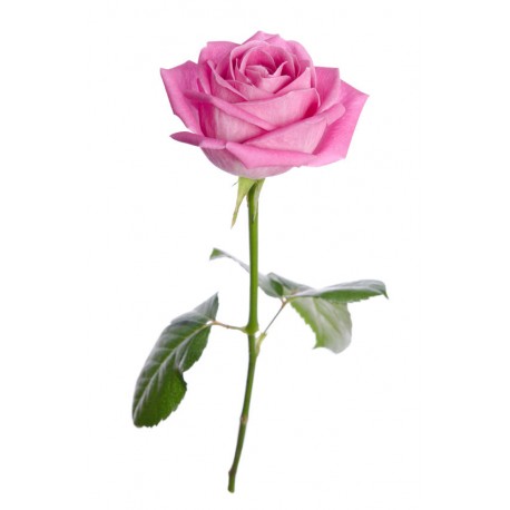 autocollant rose salon