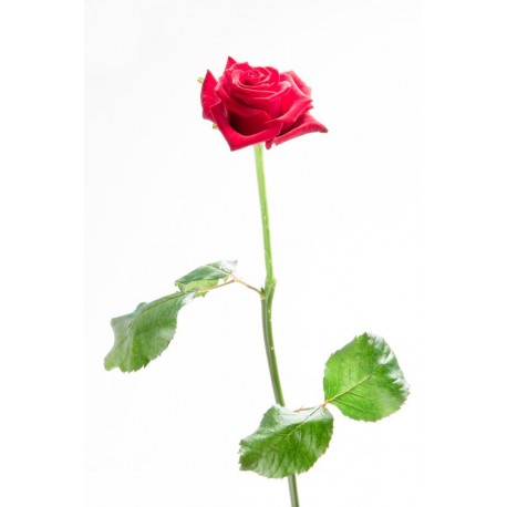 autocollants muraux rose deco