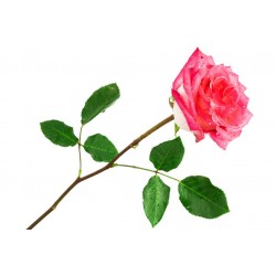 autocollants muraux rose deco chambre