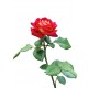 autocollants muraux rose decoration
