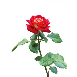 autocollants muraux rose decoration