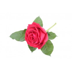 autocollants muraux rose deco salon
