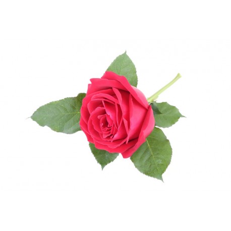 autocollants muraux rose deco salon