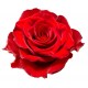 autocollants muraux rose fushia