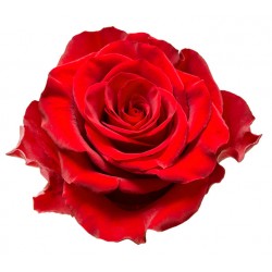 autocollants muraux rose fushia
