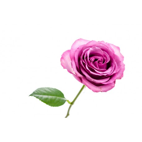 autocollants muraux rose geant