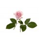 autocollants muraux rose mauve