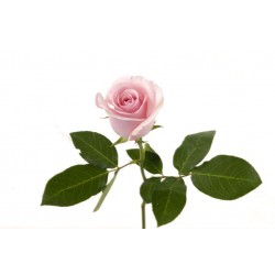 autocollants muraux rose mauve