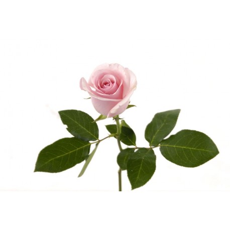 autocollants muraux rose mauve