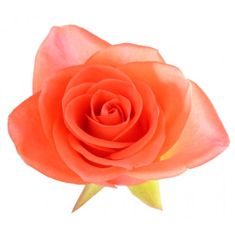 autocollants muraux rose salon