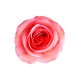 autocollants muraux rose saumon