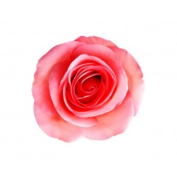 autocollants muraux rose saumon